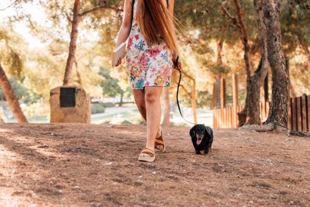 https://www.magnific.com/free-photo/low-section-view-woman-walking-with-her-dog-park_2804324.htm#fromView=search&page=1&position=7&uuid=64836cf2-b416-49c6-a356-2388b22cac3c&query=summer+time+walking+along+a+tail