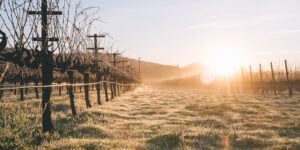 https://www.larkmead.com/vineyards/