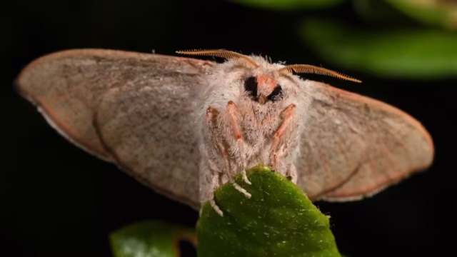 Moth