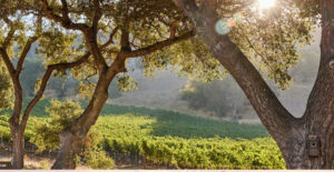 https://www.stagsleapwinecellars.com/estate/