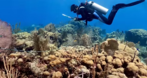 Many Of The Caribbean’s Most Important Reefs Are Going Unprotected