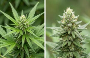 CBD vs. THC: What’s the Difference and Which Is Right for You?