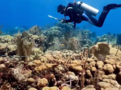 Many of the Caribbean’s most important reefs are going unprotected