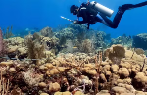 Many of the Caribbean’s most important reefs are going unprotected