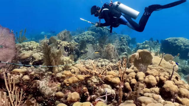reef