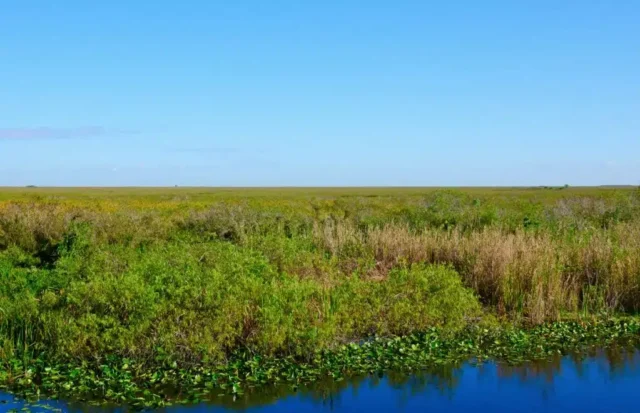 river-of-grass-endless-ecosystem-1024x660.jpg