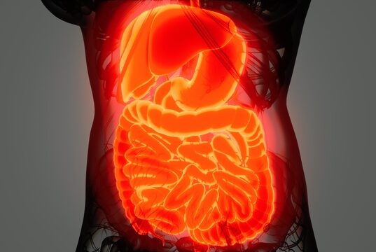https://www.vecteezy.com/photo/5856349-detailed-human-digestive-system-anatomy