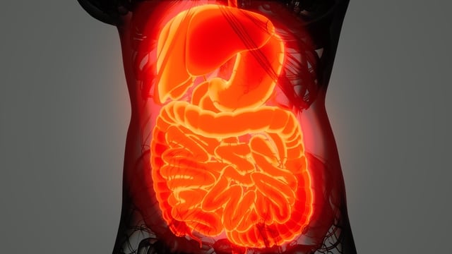 https://www.vecteezy.com/photo/5856349-detailed-human-digestive-system-anatomy