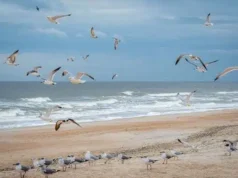 Best Beaches In North Florida For Families