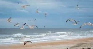 Best Beaches In North Florida For Families