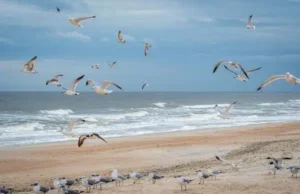 Best Beaches In North Florida For Families