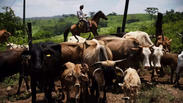 cattle