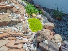 How to Design a Landscape That Survives Salt Air With Michael Forness of New Smyrna https://www.magnific.com/premium-photo/construction-big-round-garden-alpine-slide-with-stones-dwarf-conifers-circular-walking-path_29286634.htm#fromView=search&page=1&position=43&uuid=7760f0e4-a338-4c74-9536-3b6805e34141&query=coastal+landscaping
