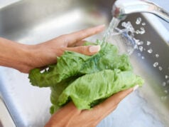 https://www.magnific.com/premium-photo/woman-hands-washing-lettuce-water-sink-fresh-produce-natural-vegetables-health-kitchen-home-closeup-female-person-vegan-rinsing-organic-vegetable-salad-preparation_128811347.htm#fromView=search&page=1&position=11&uuid=ac2c87b1-e1a0-4b09-a8ae-8342d4567d43&query=washing+lettuce