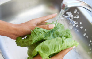 Cyclospora Explained: 7 Medical Experts On How It Spreads And How To Avoid It https://www.magnific.com/premium-photo/woman-hands-washing-lettuce-water-sink-fresh-produce-natural-vegetables-health-kitchen-home-closeup-female-person-vegan-rinsing-organic-vegetable-salad-preparation_128811347.htm#fromView=search&page=1&position=11&uuid=ac2c87b1-e1a0-4b09-a8ae-8342d4567d43&query=washing+lettuce