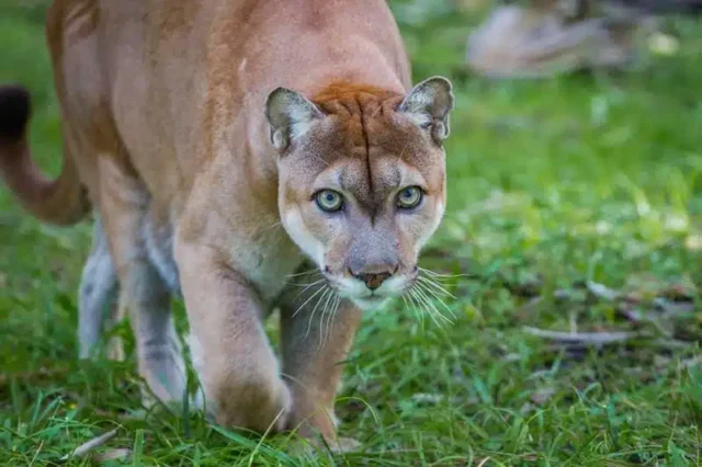 Everglades-Florida-panther.jpg