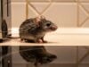 Preventing Wildlife Infestations in Your Home https://www.vecteezy.com/photo/72326085-small-grey-mouse-with-wet-fur-perched-on-a-kitchen-countertop-next-to-a-kettle
