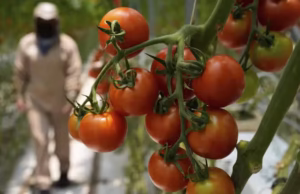 A Perfect Storm Of Factors Is Driving Up US Produce Prices, But Shoppers Can Still Save