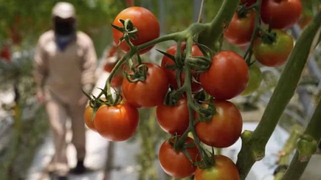 tomatos