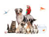 https://www.magnific.com/premium-photo/group-pets-posing-around-australian-shepherd-dog-cat-ferret-rabbit-rodent-isolated-white_69450925.htm#fromView=search&page=1&position=7&uuid=a296e2bc-72a8-4a4d-9e13-886af2fd7366&track=ais_hybrid&query=pets