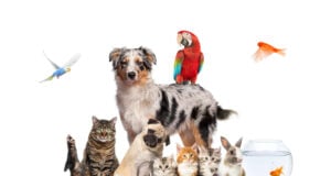 https://www.magnific.com/premium-photo/group-pets-posing-around-australian-shepherd-dog-cat-ferret-rabbit-rodent-isolated-white_69450925.htm#fromView=search&page=1&position=7&uuid=a296e2bc-72a8-4a4d-9e13-886af2fd7366&track=ais_hybrid&query=pets
