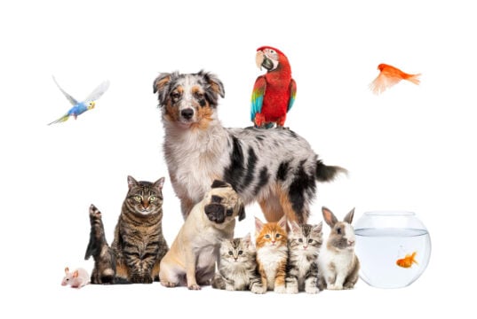 https://www.magnific.com/premium-photo/group-pets-posing-around-australian-shepherd-dog-cat-ferret-rabbit-rodent-isolated-white_69450925.htm#fromView=search&page=1&position=7&uuid=a296e2bc-72a8-4a4d-9e13-886af2fd7366&track=ais_hybrid&query=pets