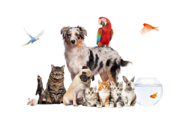 29980 https://www.magnific.com/premium-photo/group-pets-posing-around-australian-shepherd-dog-cat-ferret-rabbit-rodent-isolated-white_69450925.htm#fromView=search&page=1&position=7&uuid=a296e2bc-72a8-4a4d-9e13-886af2fd7366&track=ais_hybrid&query=pets