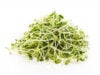 Time to Check Your Crisper Drawer: What to Know About the Latest Alfalfa Sprout Recall https://www.magnific.com/free-photo/young-botanical-sprouts-vegetarian-nature_1044806.htm#fromView=search&page=1&position=41&uuid=4ba06bfb-a9f7-4e0a-b930-272b65cc2886&track=ais_hybrid&query=alfalfa+sprouts