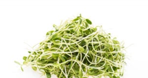 https://www.magnific.com/free-photo/young-botanical-sprouts-vegetarian-nature_1044806.htm#fromView=search&page=1&position=41&uuid=4ba06bfb-a9f7-4e0a-b930-272b65cc2886&track=ais_hybrid&query=alfalfa+sprouts