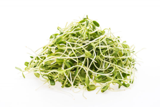 https://www.magnific.com/free-photo/young-botanical-sprouts-vegetarian-nature_1044806.htm#fromView=search&page=1&position=41&uuid=4ba06bfb-a9f7-4e0a-b930-272b65cc2886&track=ais_hybrid&query=alfalfa+sprouts