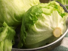Tracking the Cyclospora Explosion: What You Need to Know as Cases Surpass 10,000 Nationwide In 47 States https://www.magnific.com/premium-photo/fresh-green-clean-iceberg-lettuce-heads-leaves-colander-closeup_52109164.htm#fromView=search&page=1&position=38&uuid=d36832ee-f7e4-4562-ab60-28aa1fb56a2d&track=ais_hybrid&query=heads+iceberg+lettuce