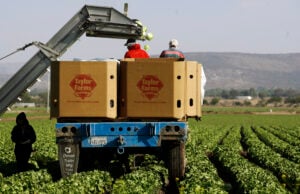 Salsa, Guacamole, and Jalapeños Added to Expanding Taylor Farms Produce Recall