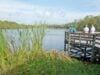 Are There Alligators In Orlando, Florida? What Visitors Need To Know