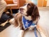 Mayo Clinic Study Highlights Benefits Of Animal-Assisted Treatment In Stroke Rehabilitation (Video)