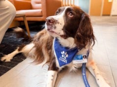 Mayo Clinic Study Highlights Benefits Of Animal-Assisted Treatment In Stroke Rehabilitation (Video)