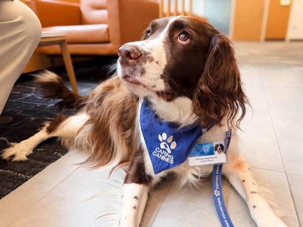 Therapy-Dog-Gunner-IMG_4815-1536x1152
