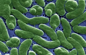 Flesh Eating Bacteria Are Devouring Limbs In Warming Waters Worldwide − Here’s How To Protect Yourself (Videos)