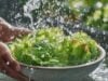 https://www.vecteezy.com/photo/77171076-hands-washing-fresh-green-lettuce-leaves-in-bowl-with-water-splash