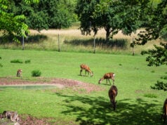https://www.magnific.com/free-photo/beautiful-shot-deers-green-grass-zoo-sunny-day_13153577.htm#fromView=search&page=1&position=0&uuid=ad33321a-9da8-4d00-be5f-62742ad83d12&track=ais_hybrid&query=deer+in+the+garden