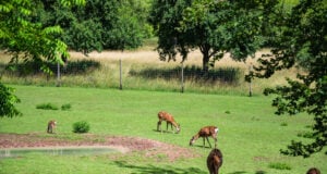 https://www.magnific.com/free-photo/beautiful-shot-deers-green-grass-zoo-sunny-day_13153577.htm#fromView=search&page=1&position=0&uuid=ad33321a-9da8-4d00-be5f-62742ad83d12&track=ais_hybrid&query=deer+in+the+garden