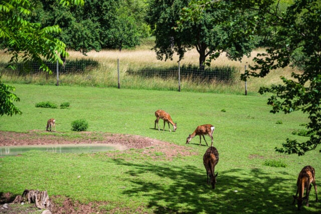 https://www.magnific.com/free-photo/beautiful-shot-deers-green-grass-zoo-sunny-day_13153577.htm#fromView=search&page=1&position=0&uuid=ad33321a-9da8-4d00-be5f-62742ad83d12&track=ais_hybrid&query=deer+in+the+garden