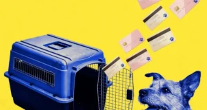 Credit Card Issuers Are Courting Pet Owners With Special Perks