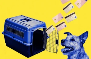 Credit Card Issuers Are Courting Pet Owners With Special Perks