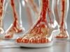 Did You Know You Have a Second Heart Hiding in Your Calves? https://www.vecteezy.com/photo/66056618-a-group-of-feet-with-red-and-white-veins