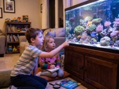 Teaching Kids About Ocean Ecosystems with a Home Coral Reef Tank