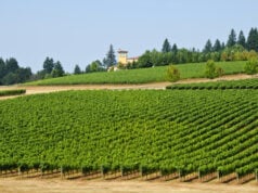 Courtside to Countryside: NBA Star C.J. McCollum Builds an Oregon Wine Legacy