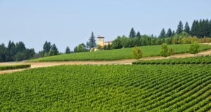 Courtside to Countryside: NBA Star C.J. McCollum Builds an Oregon Wine Legacy