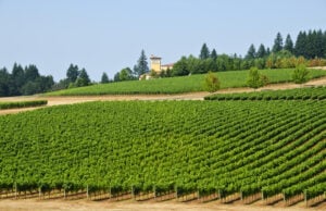 Courtside to Countryside: NBA Star C.J. McCollum Builds an Oregon Wine Legacy