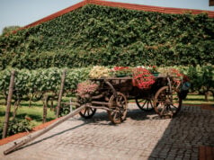 Vintage Under Fire: Inside the Ukrainian Winery Defying Russian Missiles to Harvest Hope
