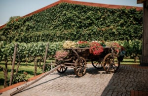 Vintage Under Fire: Inside the Ukrainian Winery Defying Russian Missiles to Harvest Hope